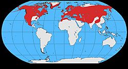 Corvus corax map.jpg