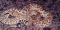 Crotalus atrox, Western Diamondback Rattlesnake, Tamaulipas