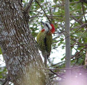 Cuban Green Woodpecker. Xiphidiopicus percussus - Flickr - gailhampshire (3)