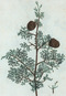 Cupressus sempervirens (cropped).tiff