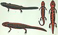 Cynops wolterstorffi