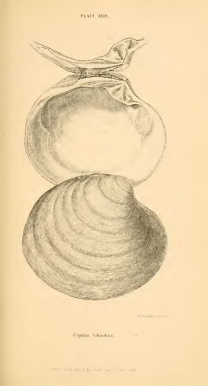 Cyprina Islandica Forbes 1853 375
