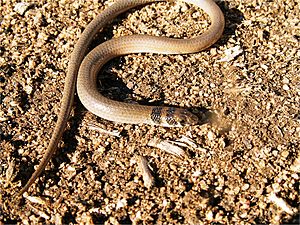 Delma tincta Yarrigan NP MJ Murphy photo 3