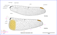 Diplacodes haematodes wing diagram 1216