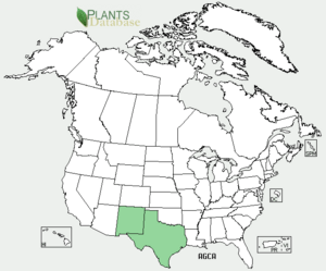 Distribution of Agastache cana