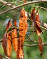 Doon Siris (Albizia procera) pod at Jayanti, Duars, West Bengal W Picture 215