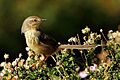 Drakensberg Prinia 2013 06 14