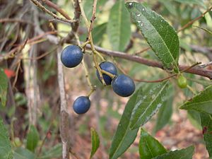 Elaeocarpus reticulatus fruit 1