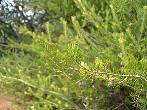 Eremaea ebracteata closeup