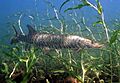 Esox masquinongyeditcrop
