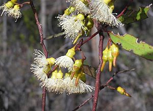 Eucalyptus flocktoniae buds.jpg