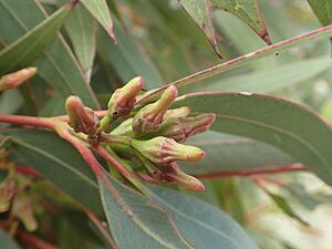 Eucalyptus goniantha buds