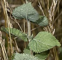 Eupatorium rotundifolium NRCS-2