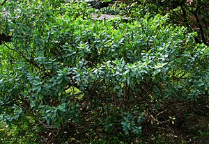 Euphorbia celastroides var. celastroides