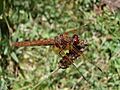 Female Flame Skimmer