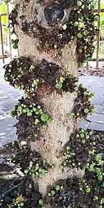 Ficus sycomorus - Stem with fruits