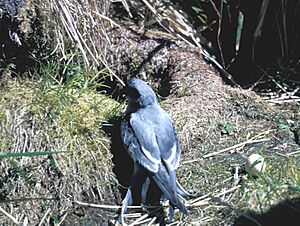 Fork-tailed Storm Petrel, St. Lazaria Island, Alaska