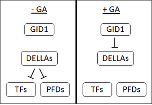 GA signal cascade