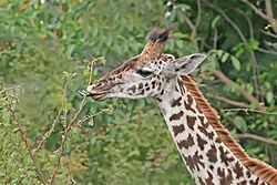 Giraffe feeding, Tanzania
