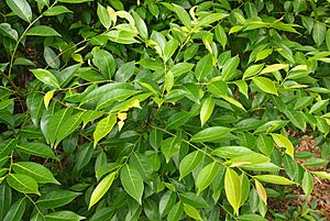 Glochidion ferdinandi foliage