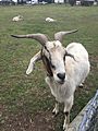 Goat at the Farm