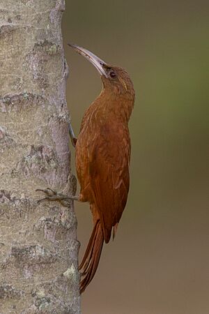 Great rufous woodcreeper.jpg