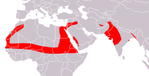 Greater Mouse-tailed Bat area.png