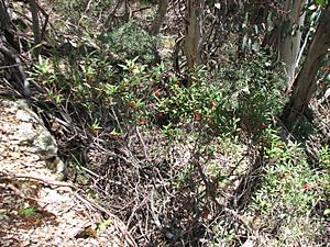 Grevillea victoriae subsp. victoriae habitat