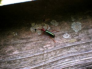 Guitarrero (Compsocerus violaceus).JPG