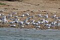 Gull-billed terns (Gelochelidon nilotica)