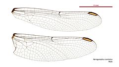 Hemigomphus comitatus male wings (35019678496)