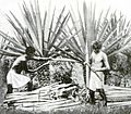 Henequenharvesting-yucatan-1922