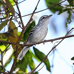 Herpsilochmus longirostris - Large-billed Antwren (male).JPG