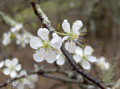 Hog-Plum (2945018193)