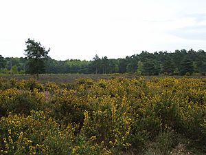 Horsell Common - geograph.org.uk - 166262.jpg