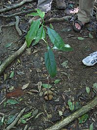 Idiospermum fruit