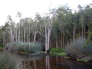 Illaweena Lagoon, Karawatha Forest