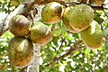 Jack fruits in Kerala 001