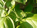 Katydid camouflaged in basil plant