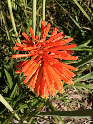 Kniphofia Christmas Cheer