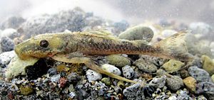 Lasiancistrus caucanus (16335654317).jpg