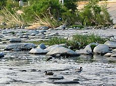 Los Angeles River Anas platyrhynchos crop