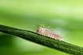 Maniola jurtina caterpillar