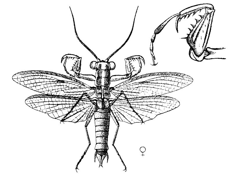 Mantoida maya 2