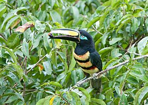 Many-banded Aracari, Ecuador.jpg