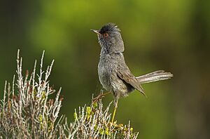 Marmora's Warbler - Sardinia - Italy S4E1036.jpg