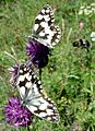 Melanargia galathea1