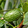 Melothria pendula (Creeping Cucumber Fruit).jpg