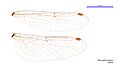 Micromidia atrifrons female wings (34216288524)