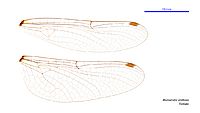 Micromidia atrifrons female wings (34216288524)